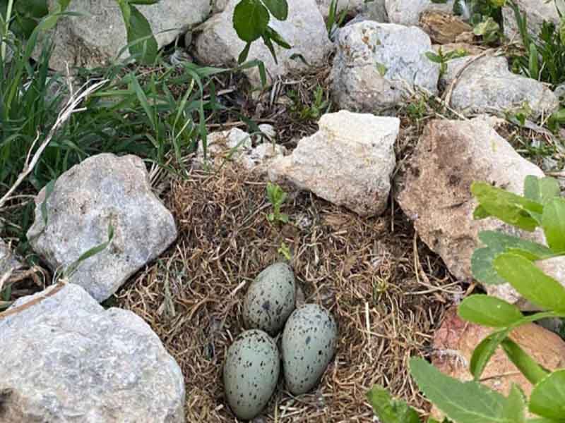 Van Gölü’nde "Sessiz İstila" ve Üreme Alarmı: Kuşların Cenneti Tehdit Altında!