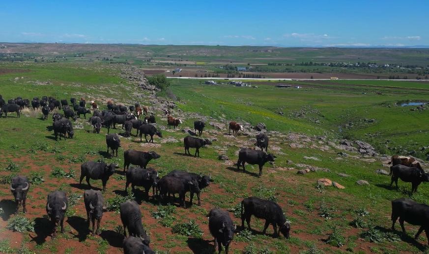 Diyarbakır’ın Siyah Altını: Devlet Desteğiyle Manda Sayısı Zirveye Koşuyor!: