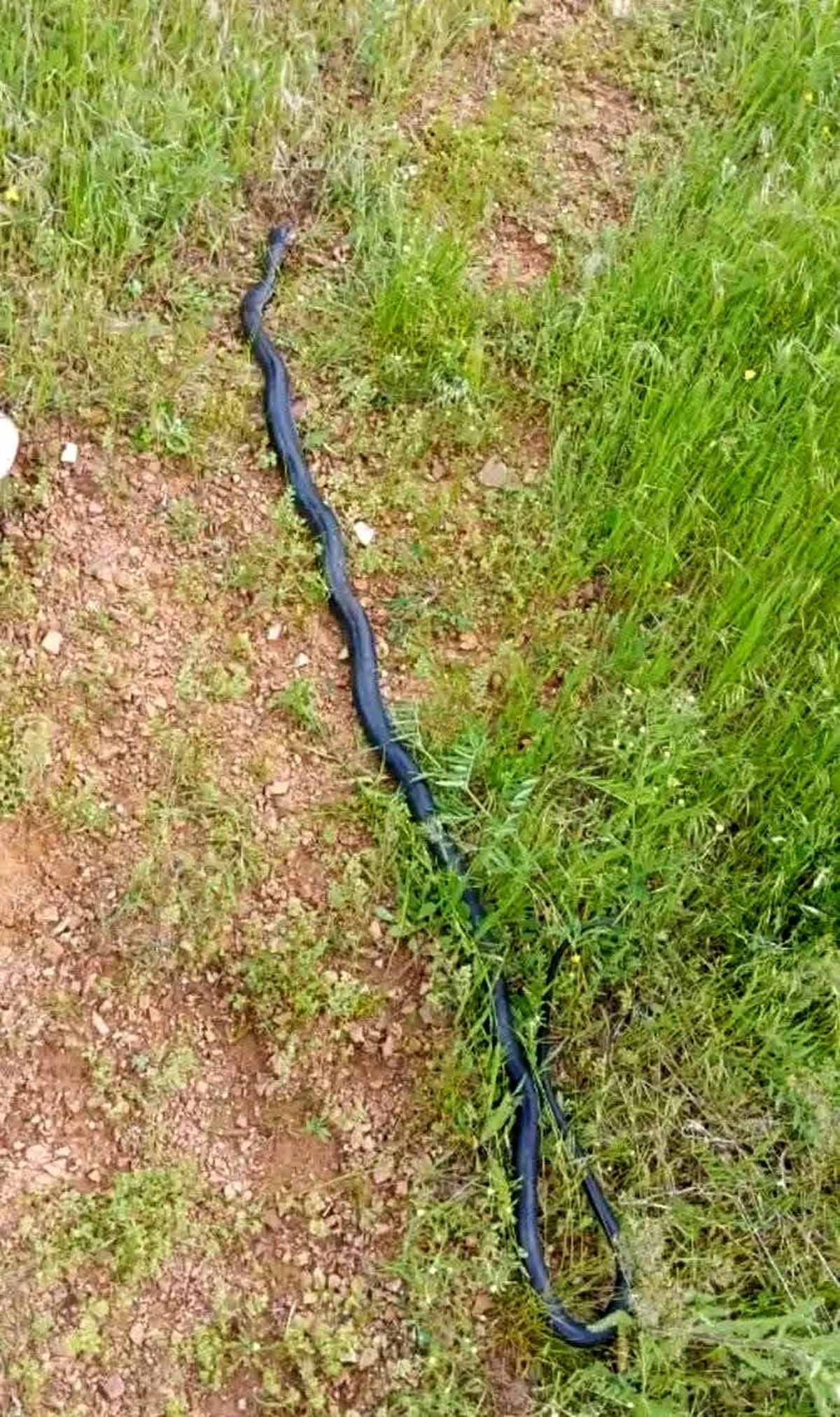 ÇERMİK'TE DEV YILAN PANİĞİ! Yaylada Karşılarına Çıktı: Fotoğrafı Bile İrkitiyor!